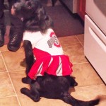 My dog dressed as an Ohio State Cheerleader! Go Bucks!